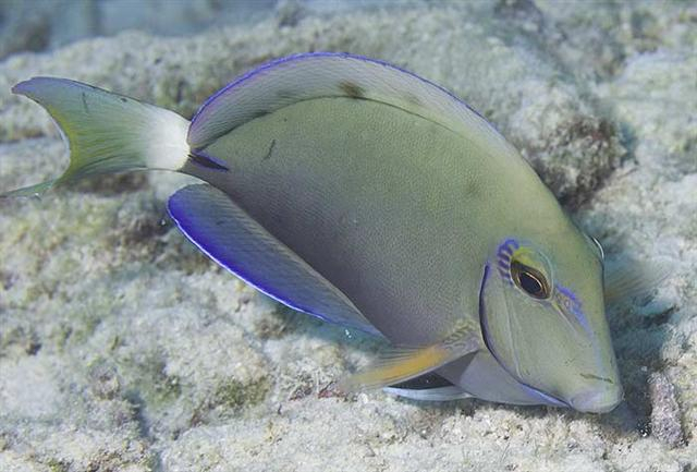  Acanthurus bahianus (Ocean Tang/Surgeonfish)